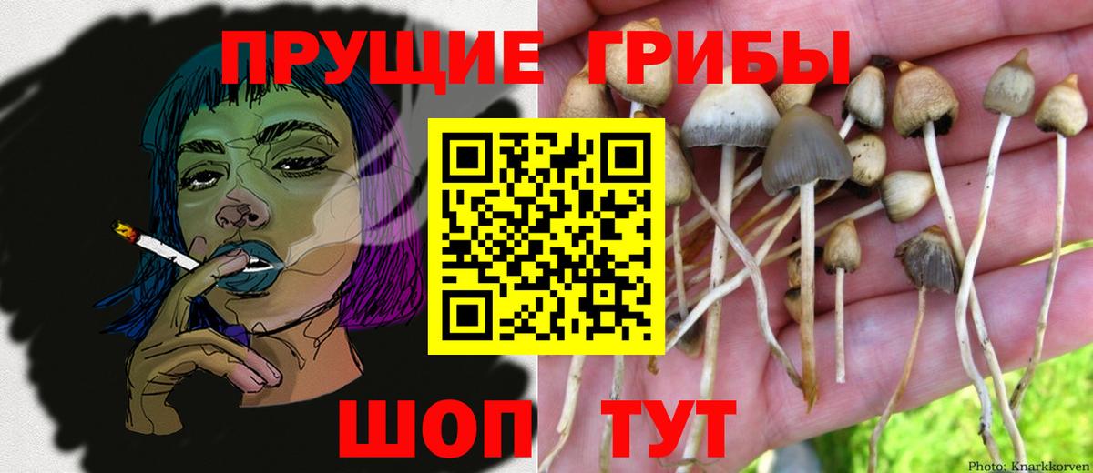 где можно купить наркотик  Псилоцибиновые грибы GOLDEN TEACHER  Вход с VPN  Нижний Тагил 